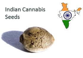 Σπόροι Ινδικής Κάνναβης