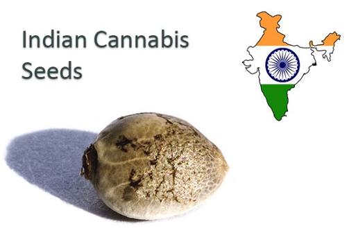 Σπόροι Ινδικής Κάνναβης