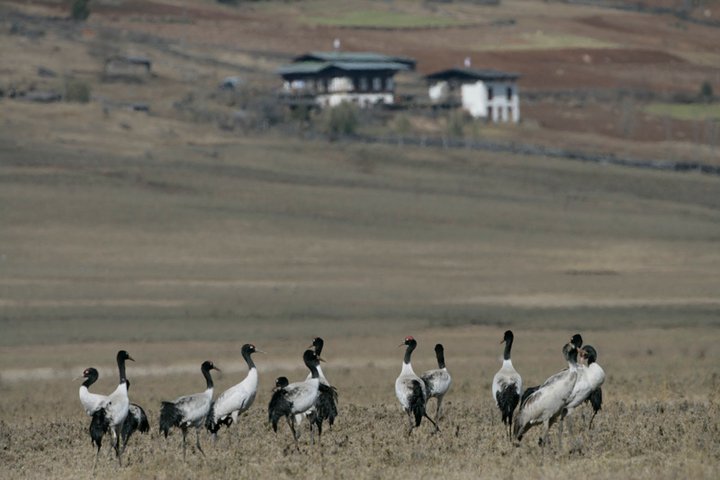 Black Neck Crane in Bhutan